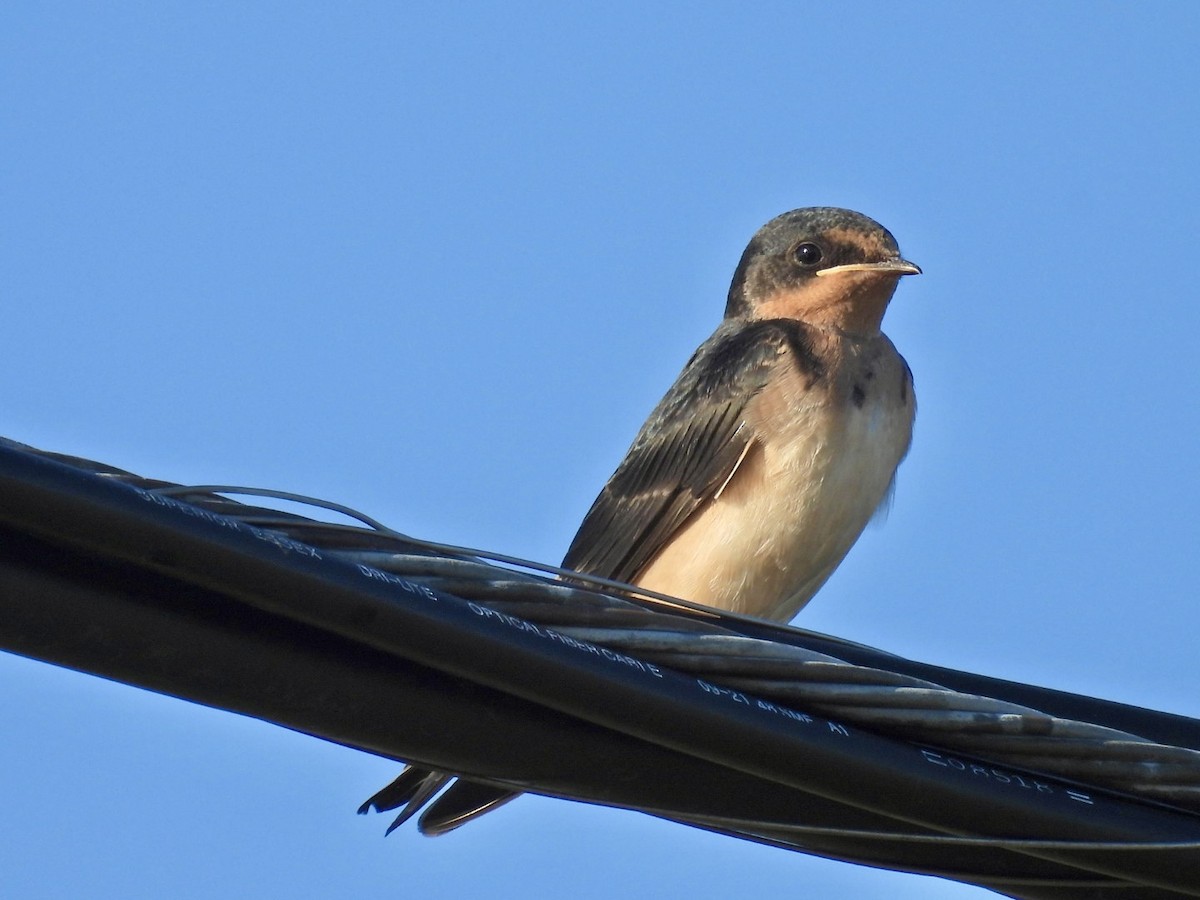 Barn Swallow - ML621185455