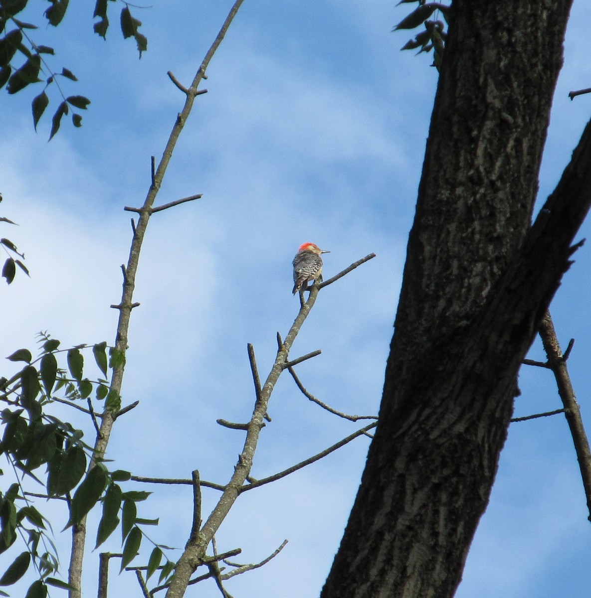 Red-bellied Woodpecker - ML621185464