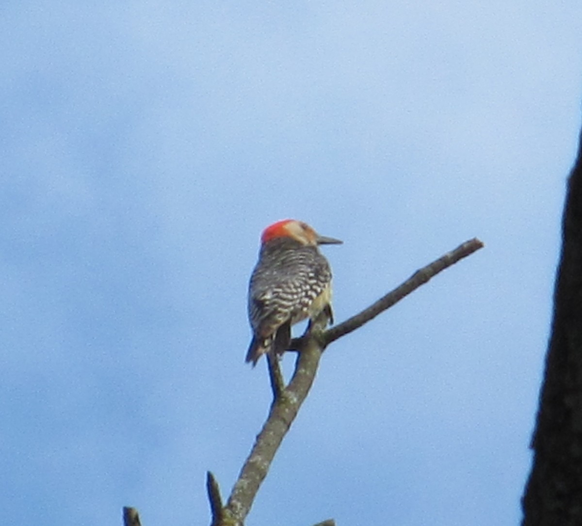 Red-bellied Woodpecker - ML621185465