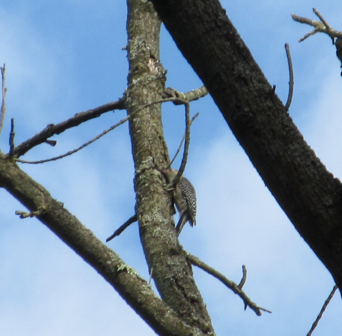Red-bellied Woodpecker - ML621185466