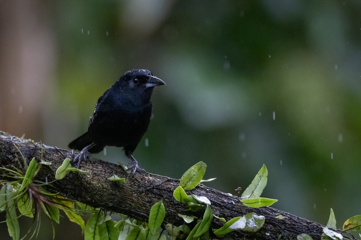 White-lined Tanager - ML621185511