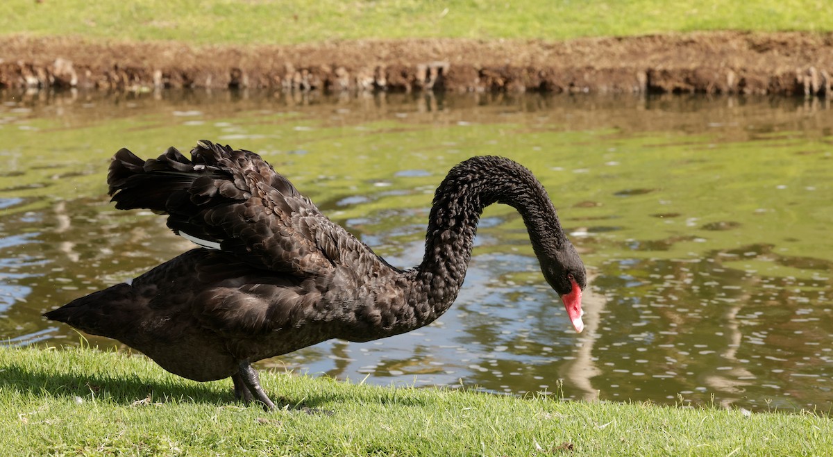 Black Swan - ML621185517