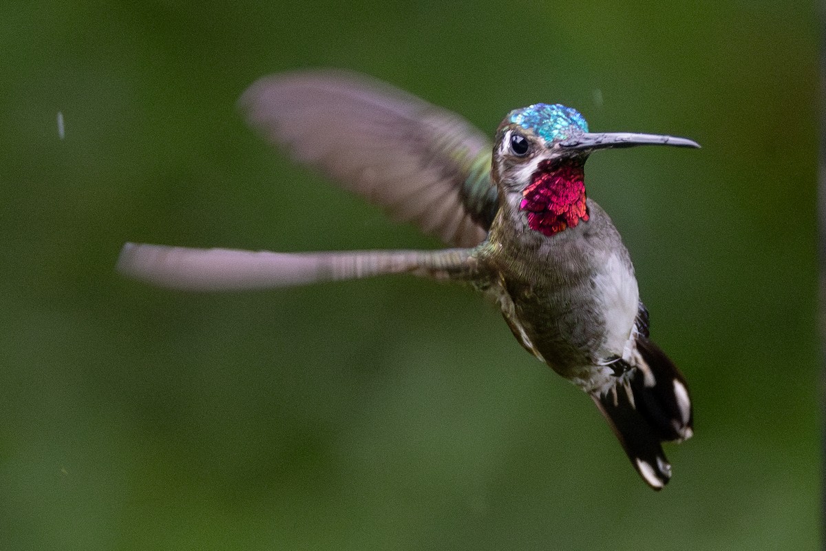 kolibřík hvězdohrdlý - ML621185568