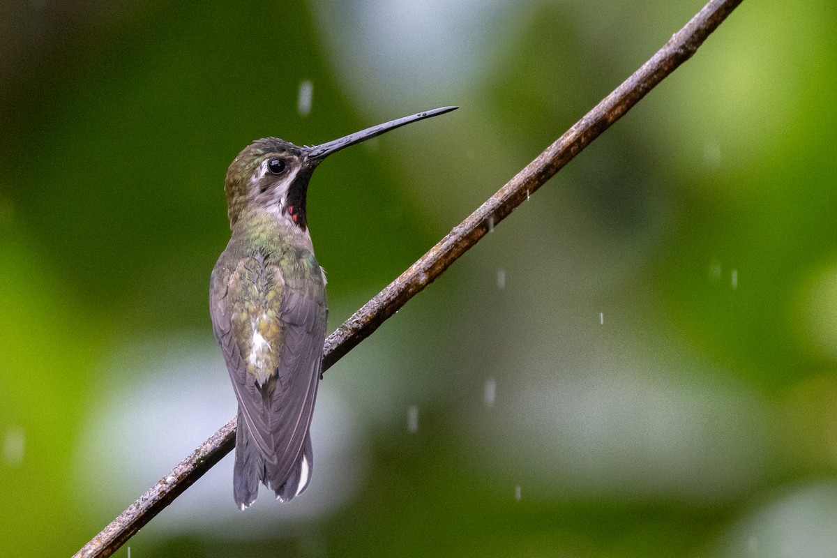 kolibřík hvězdohrdlý - ML621185569