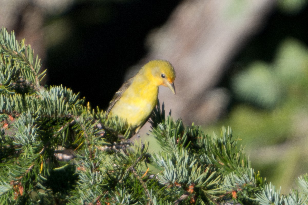 Western Tanager - ML621185570