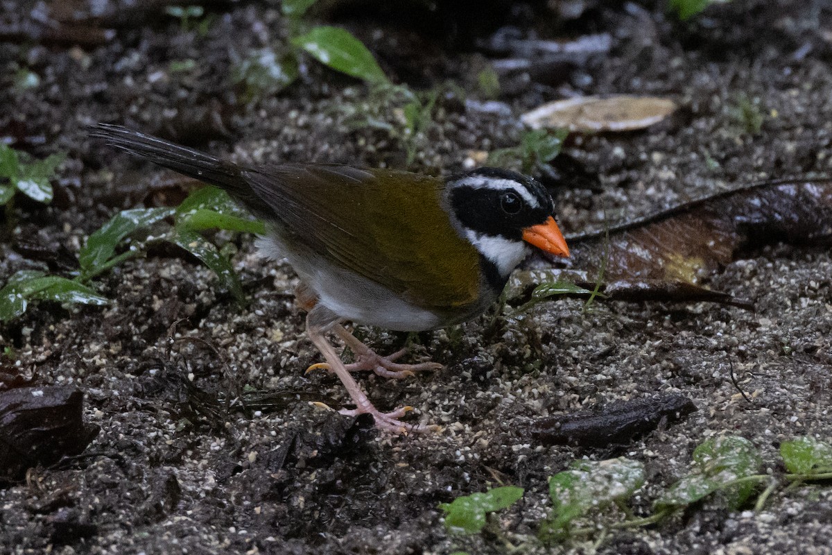 Orange-billed Sparrow - ML621185582