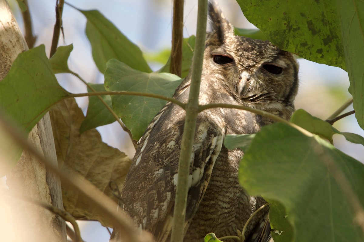 Grayish Eagle-Owl - ML621185598