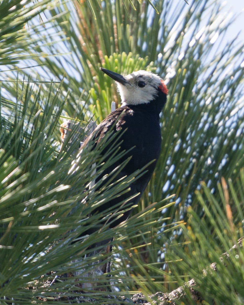 White-headed Woodpecker - ML621185637