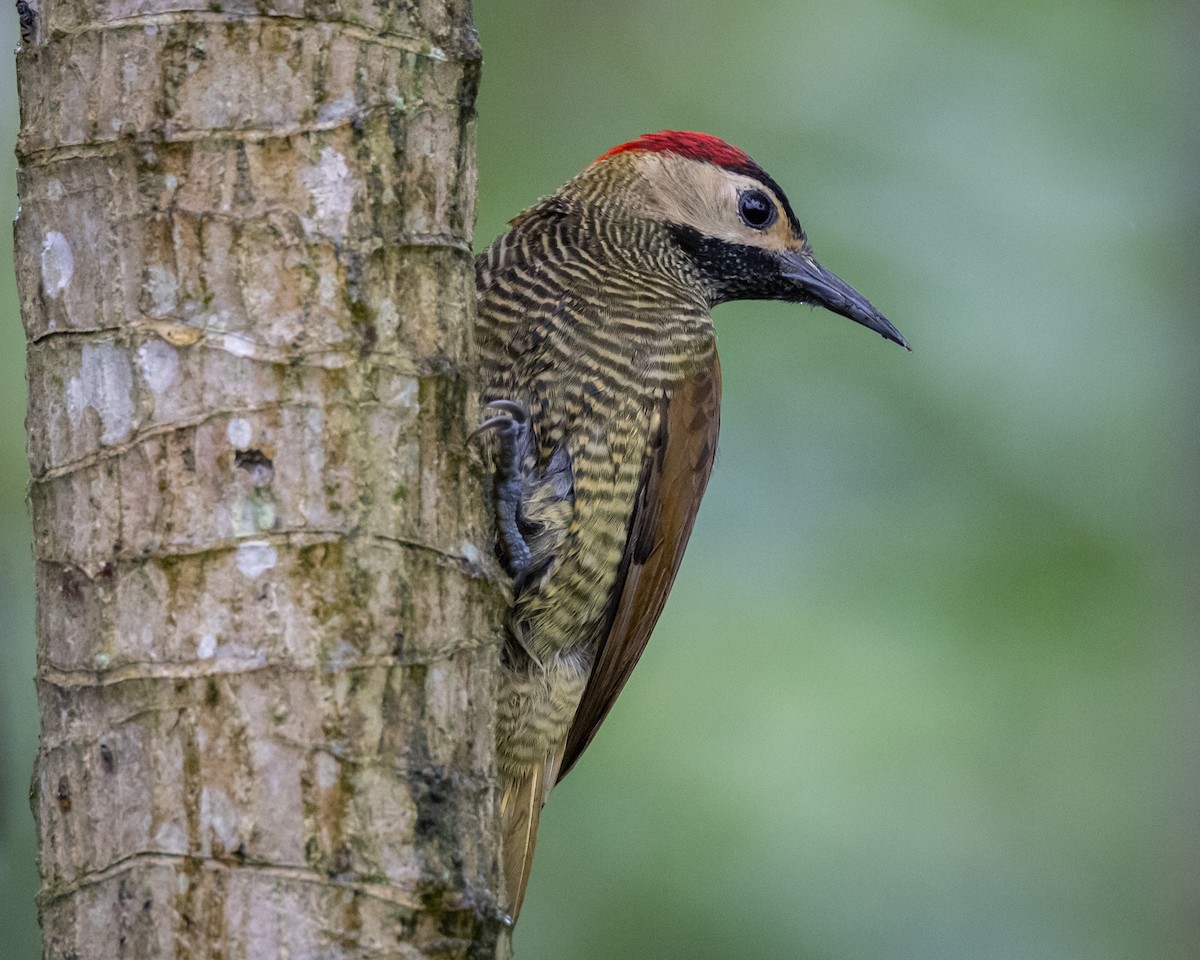 Black-cheeked Woodpecker - ML621185640