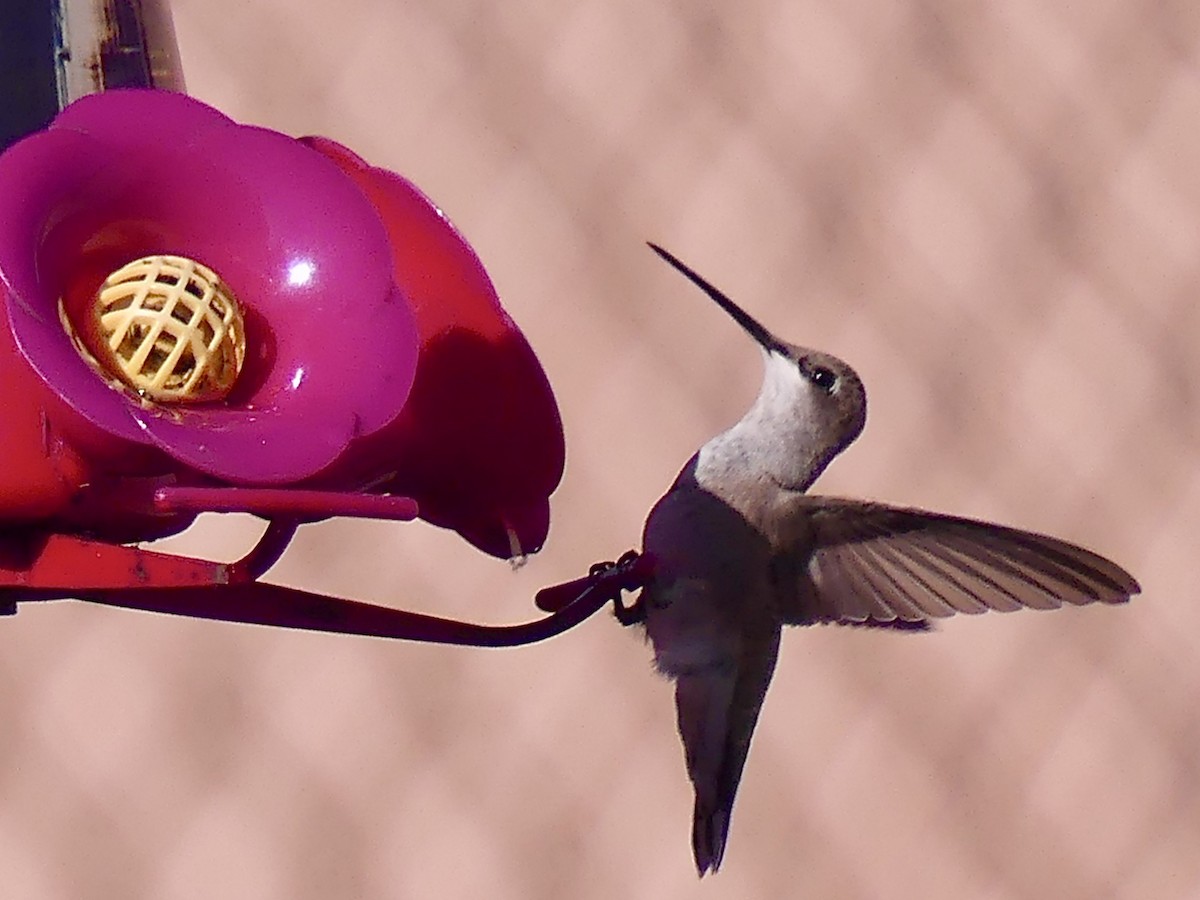 Black-chinned Hummingbird - ML621185641