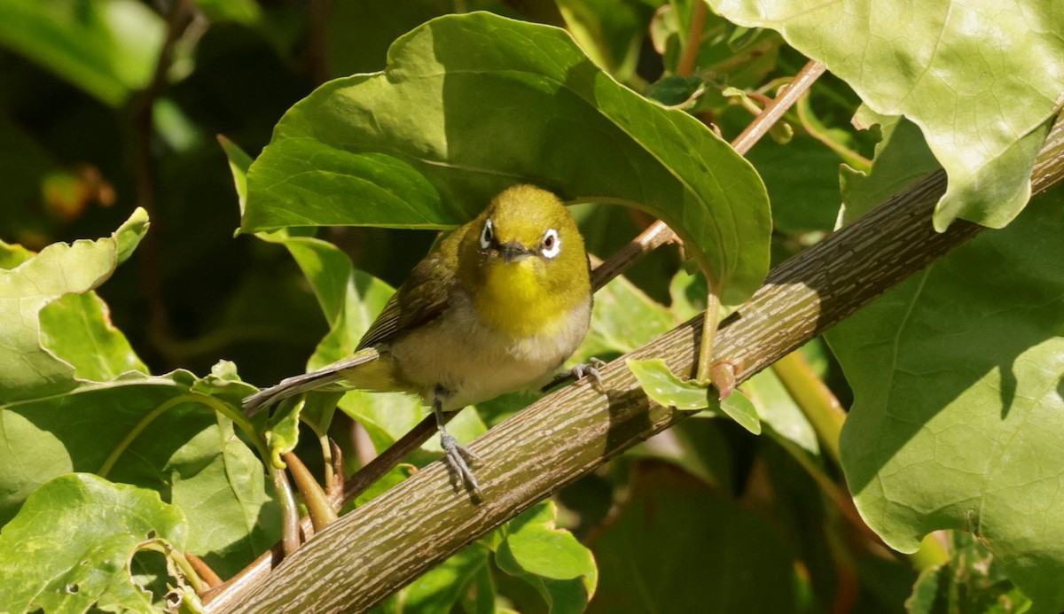 Warbling White-eye - Bruce Purdy