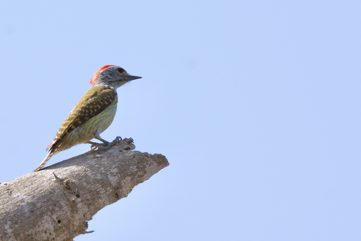 Cardinal Woodpecker - ML621185663
