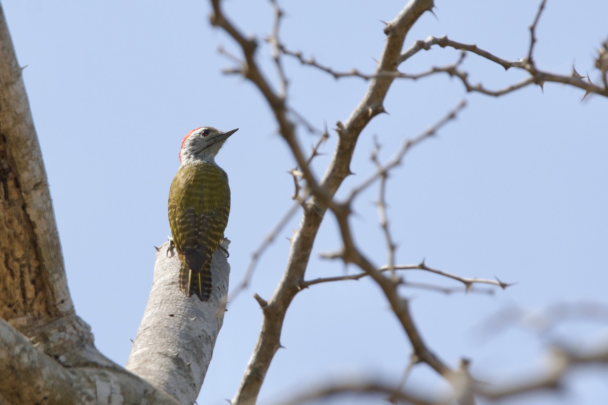 Cardinal Woodpecker - ML621185664