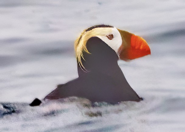 Tufted Puffin - ML621185684