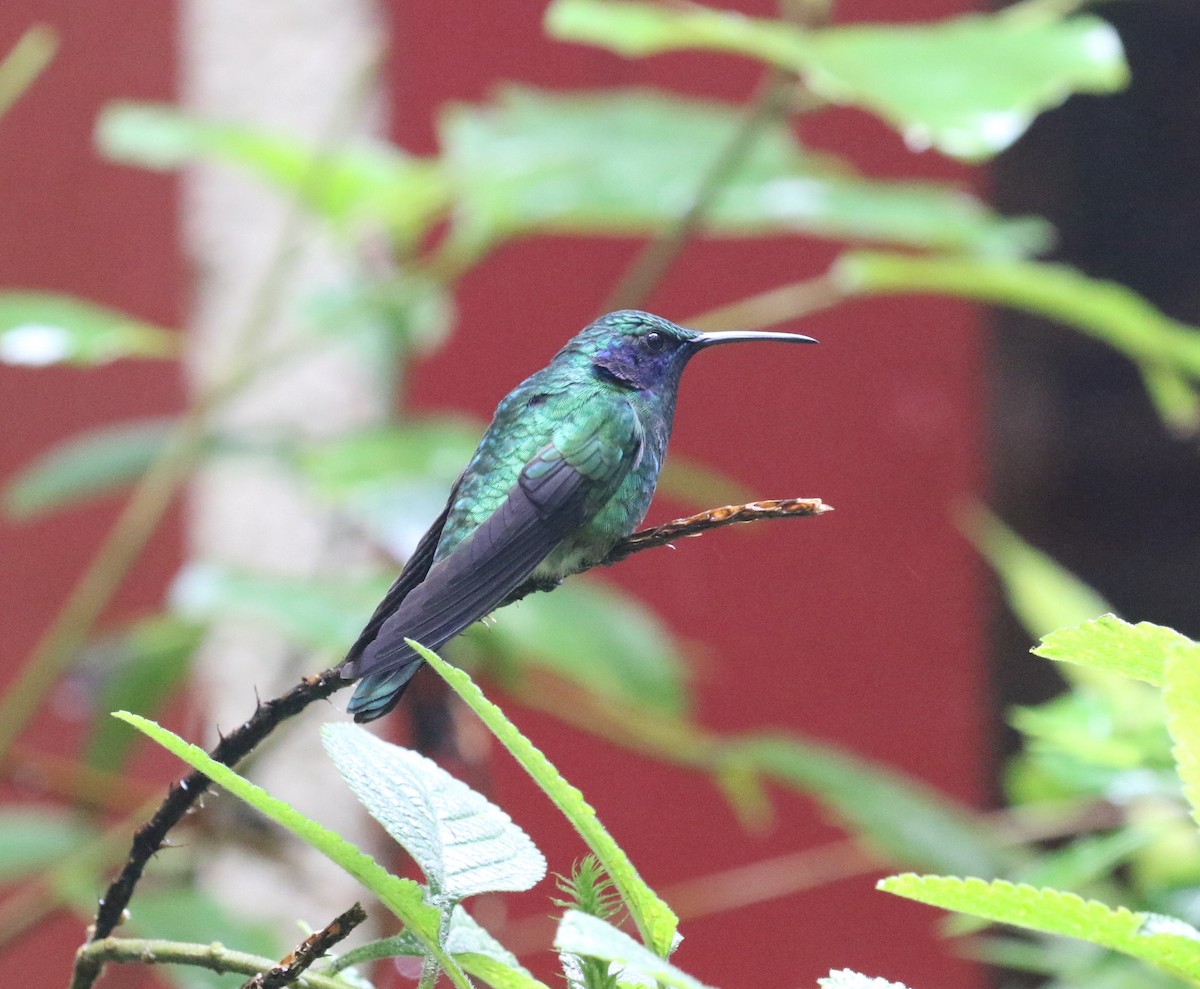 kolibřík modrouchý - ML621185692