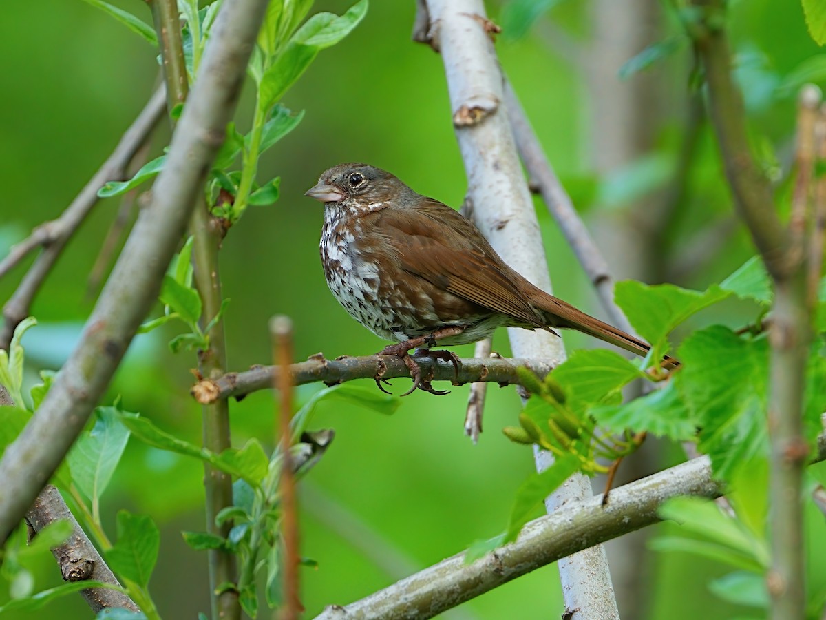 Fox Sparrow (Sooty) - ML621185721