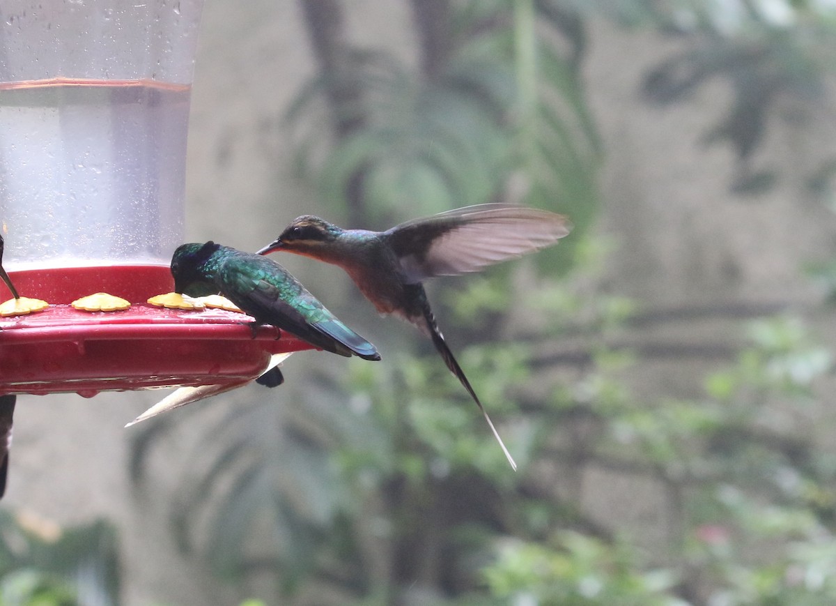 kolibřík šedobřichý - ML621185727