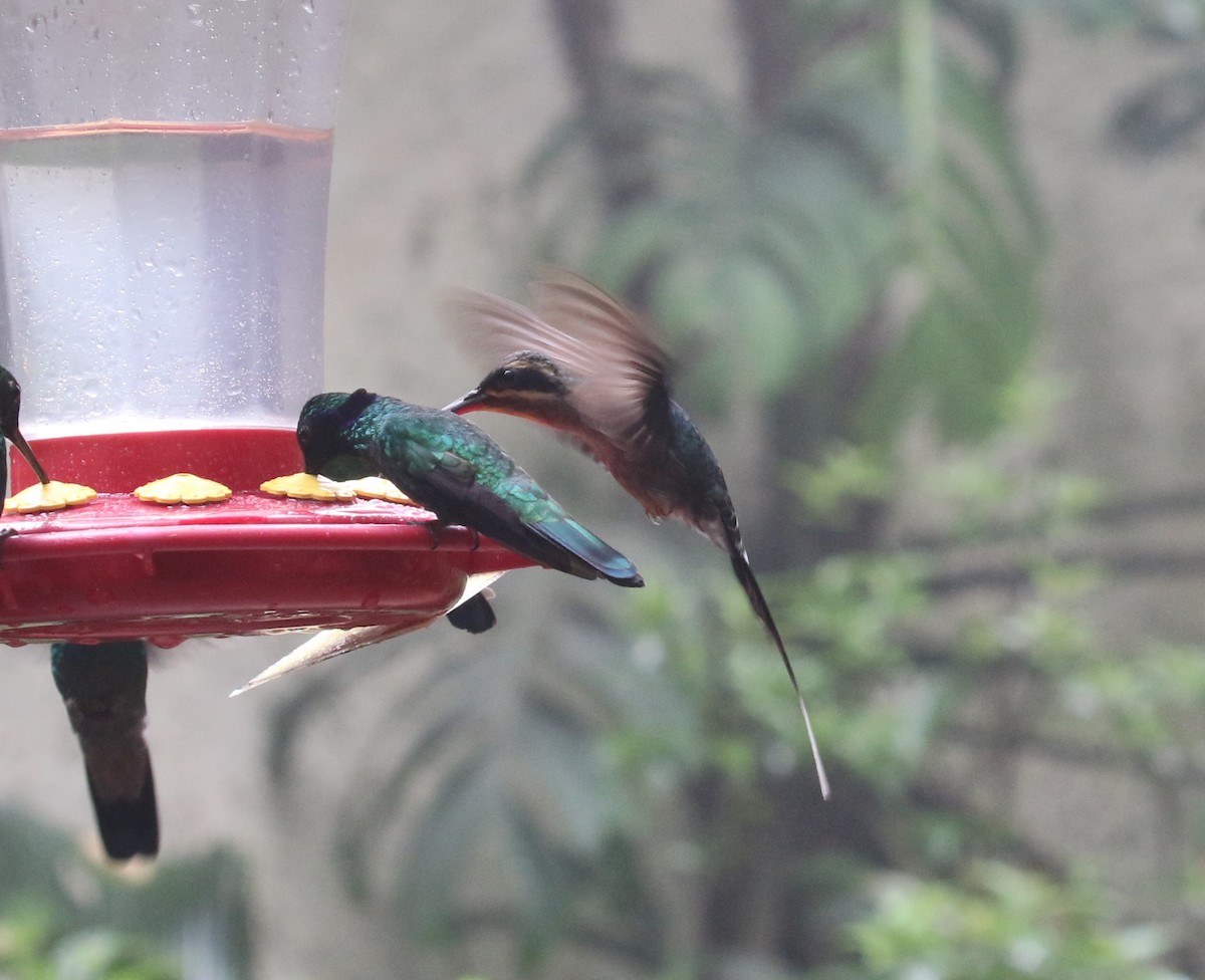 Зелёный колибри-отшельник - ML621185728