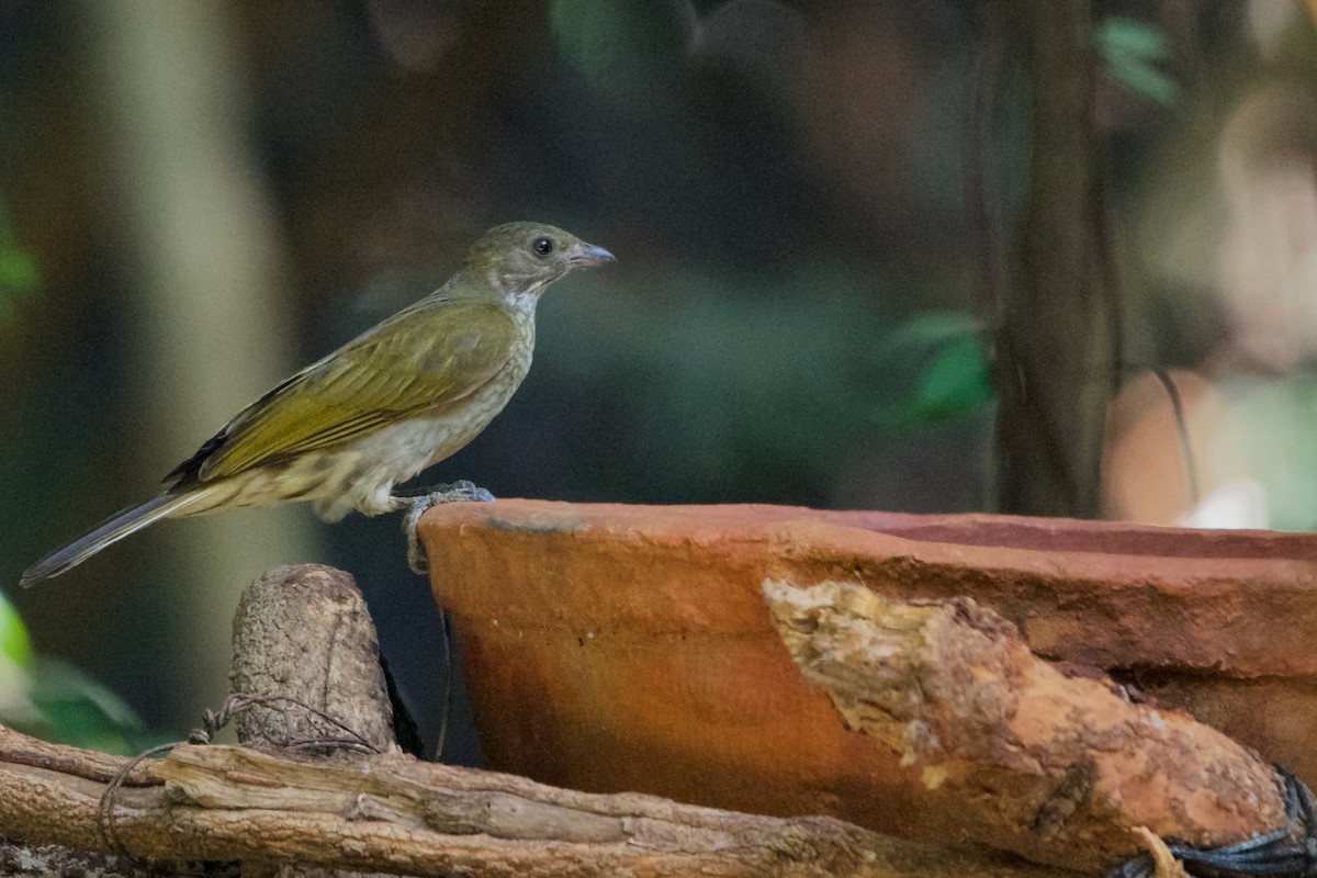 Spotted Honeyguide - ML621185730