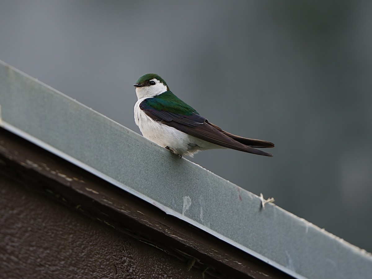 Violet-green Swallow - ML621185749
