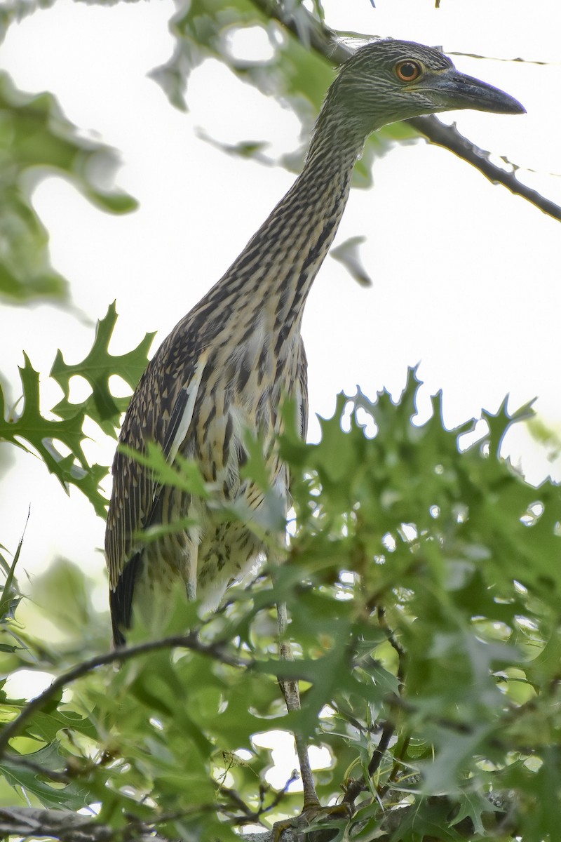 Yellow-crowned Night Heron - ML621185796
