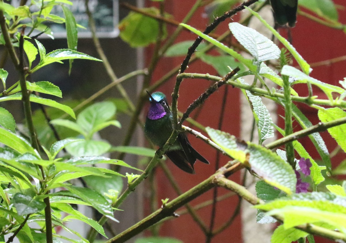 kolibřík fialovohrdlý - ML621185798