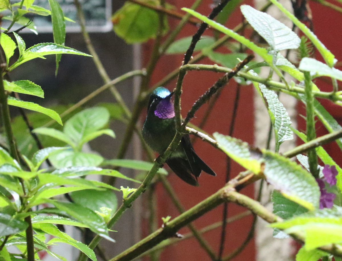 kolibřík fialovohrdlý - ML621185799