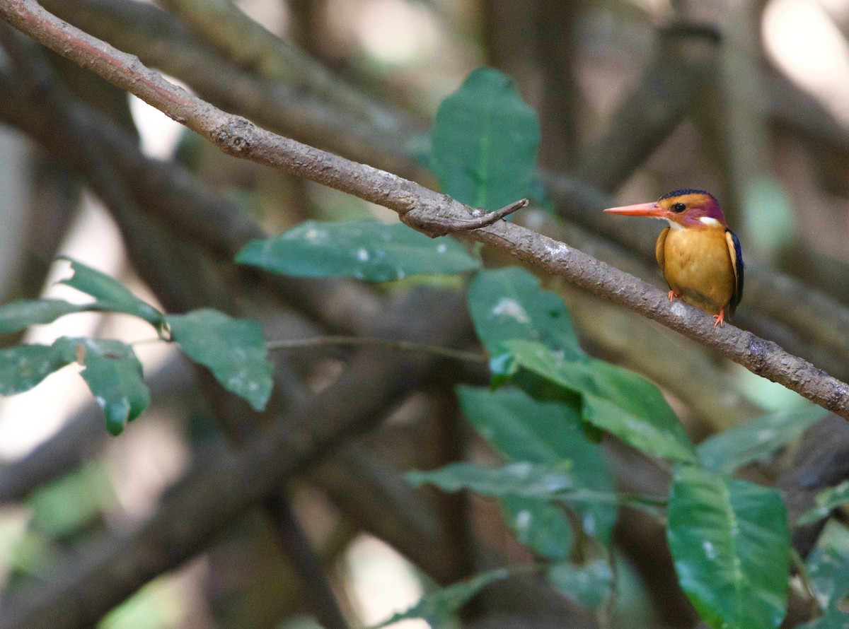African Pygmy Kingfisher - ML621185805