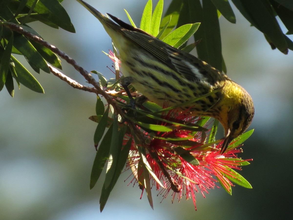 Cape May Warbler - ML621185827