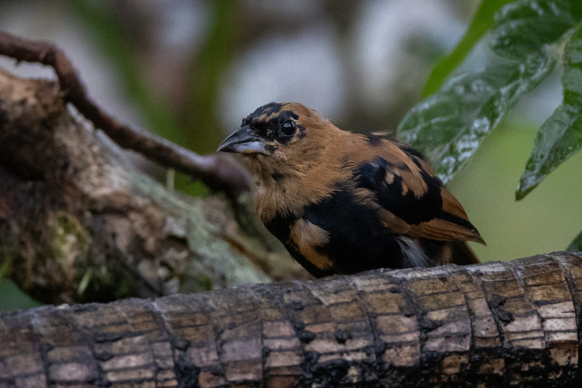 White-lined Tanager - ML621185829