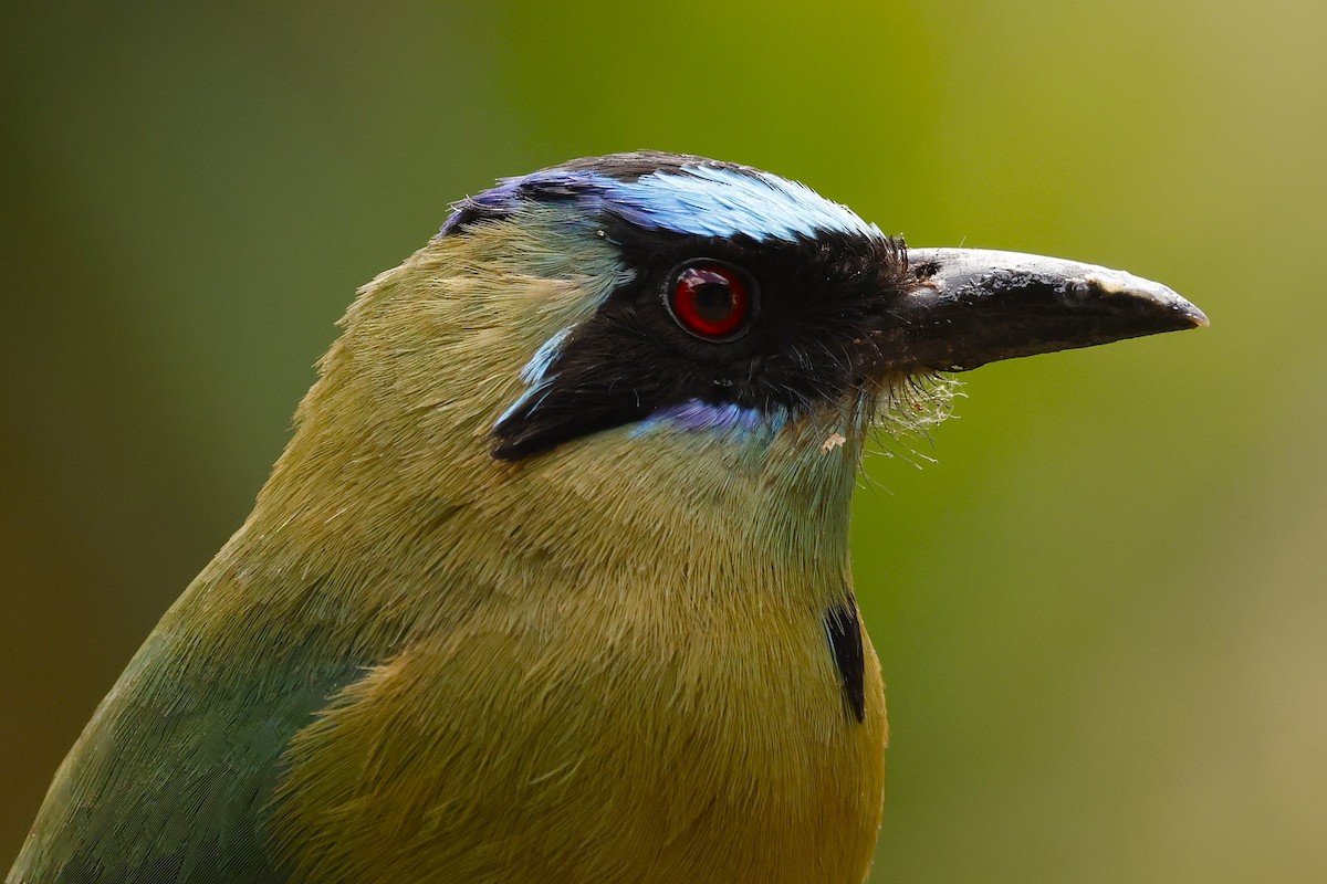 Whooping Motmot (argenticinctus) - ML621185847