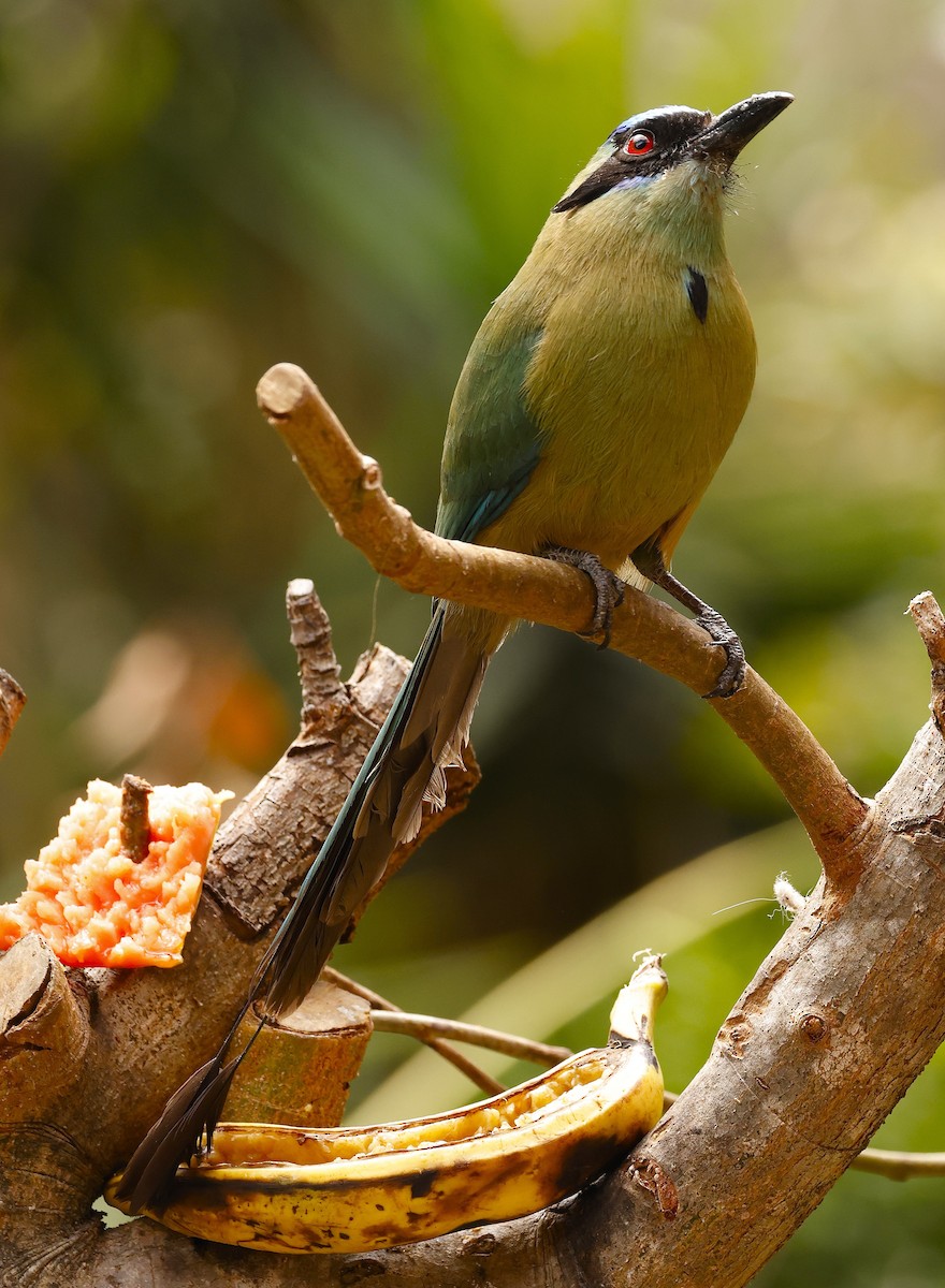 momot houkavý (ssp. argenticinctus) - ML621185852