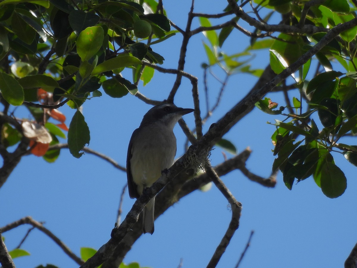 Sri Lanka Woodshrike - ML621185855