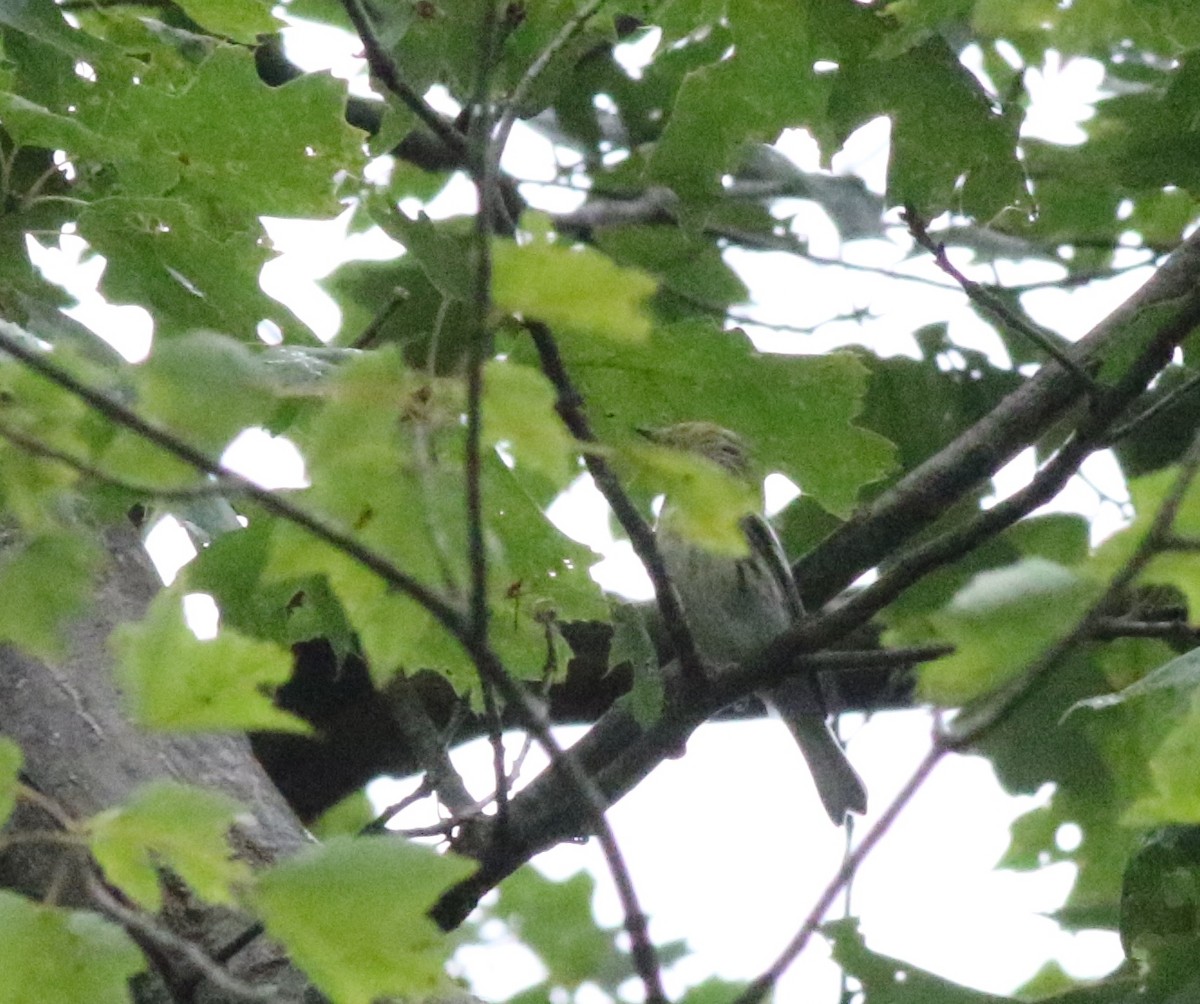 Black-throated Green Warbler - ML621185867