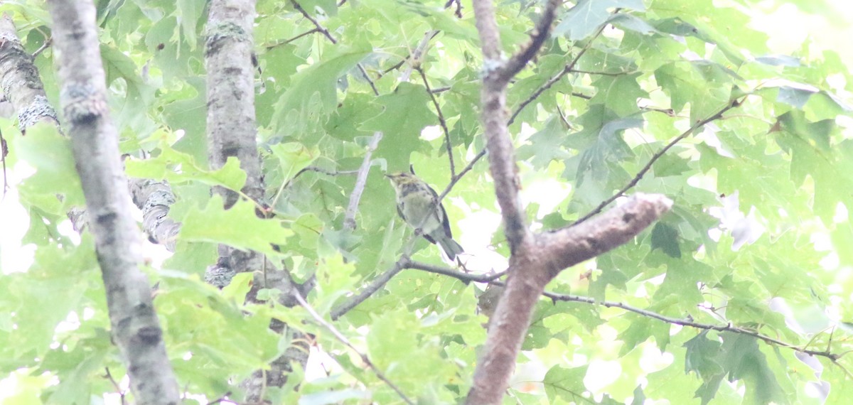 Black-throated Green Warbler - ML621185869