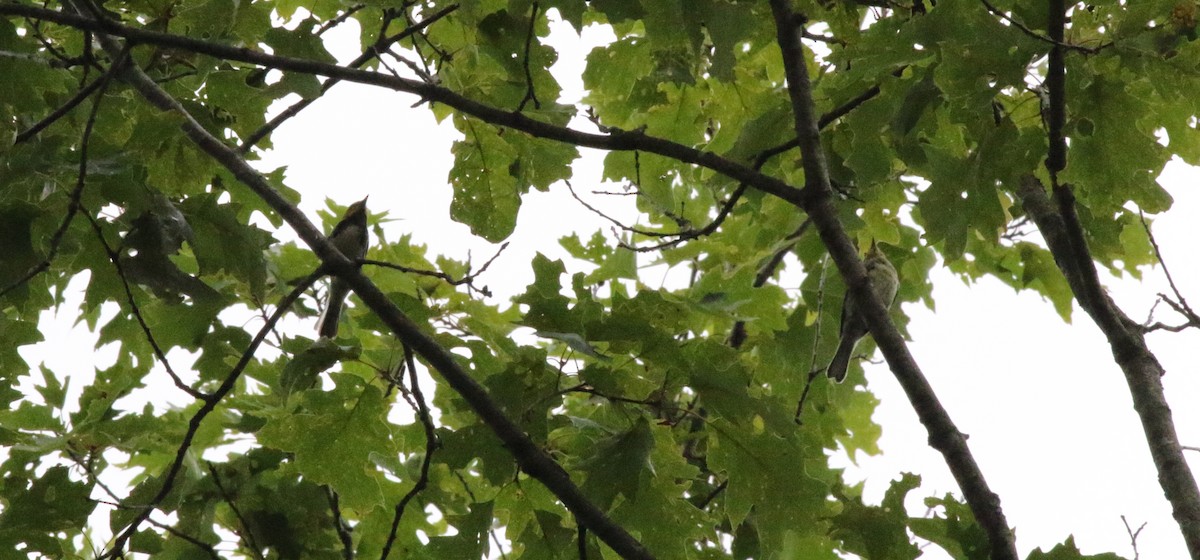 Black-throated Green Warbler - ML621185870