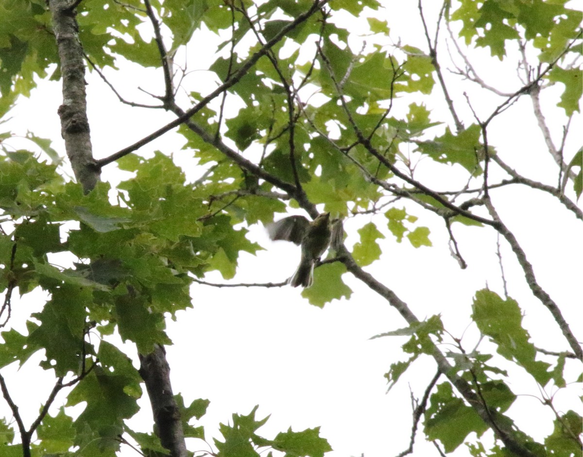 Black-throated Green Warbler - ML621185871