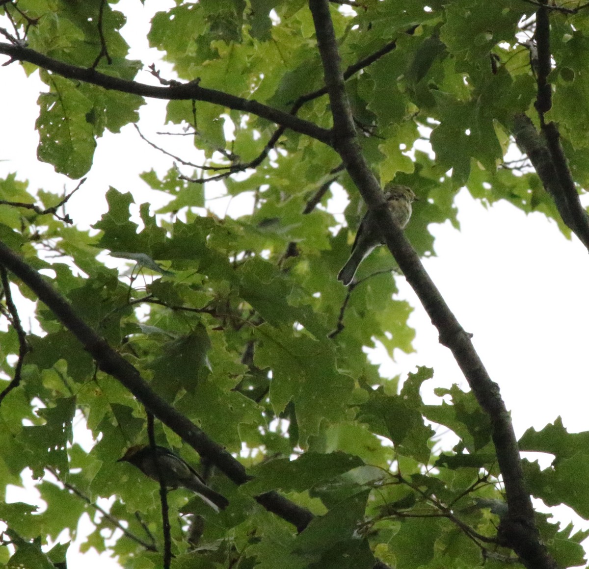 Black-throated Green Warbler - ML621185872