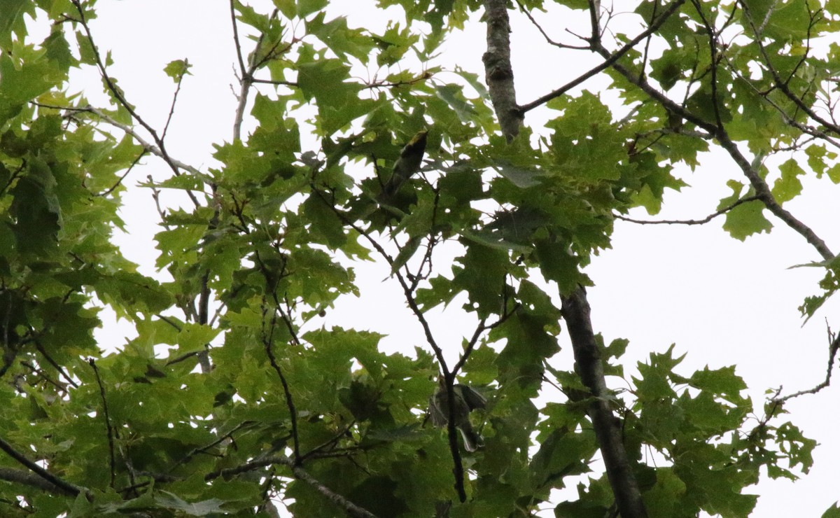 Black-throated Green Warbler - ML621185873