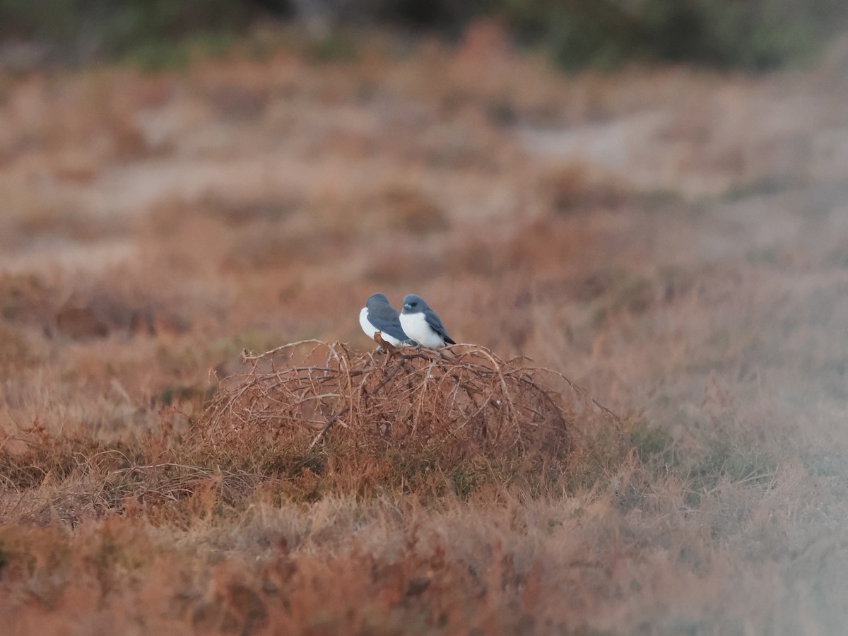 White-breasted Woodswallow - ML621185881