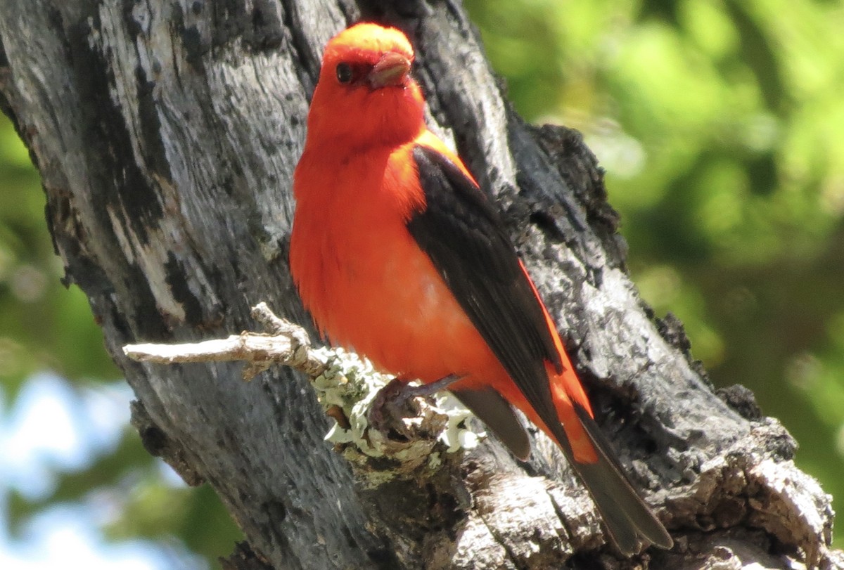 Scarlet Tanager - ML621185888