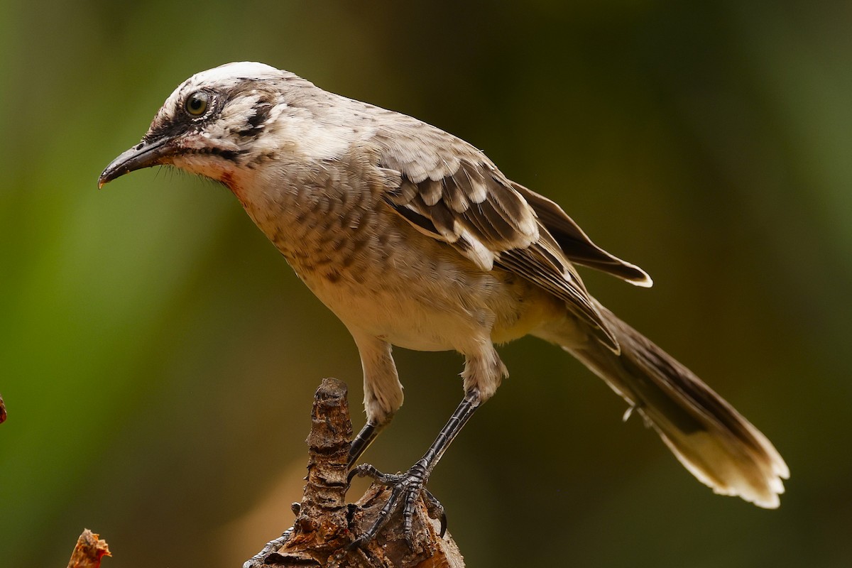 Long-tailed Mockingbird - ML621185892