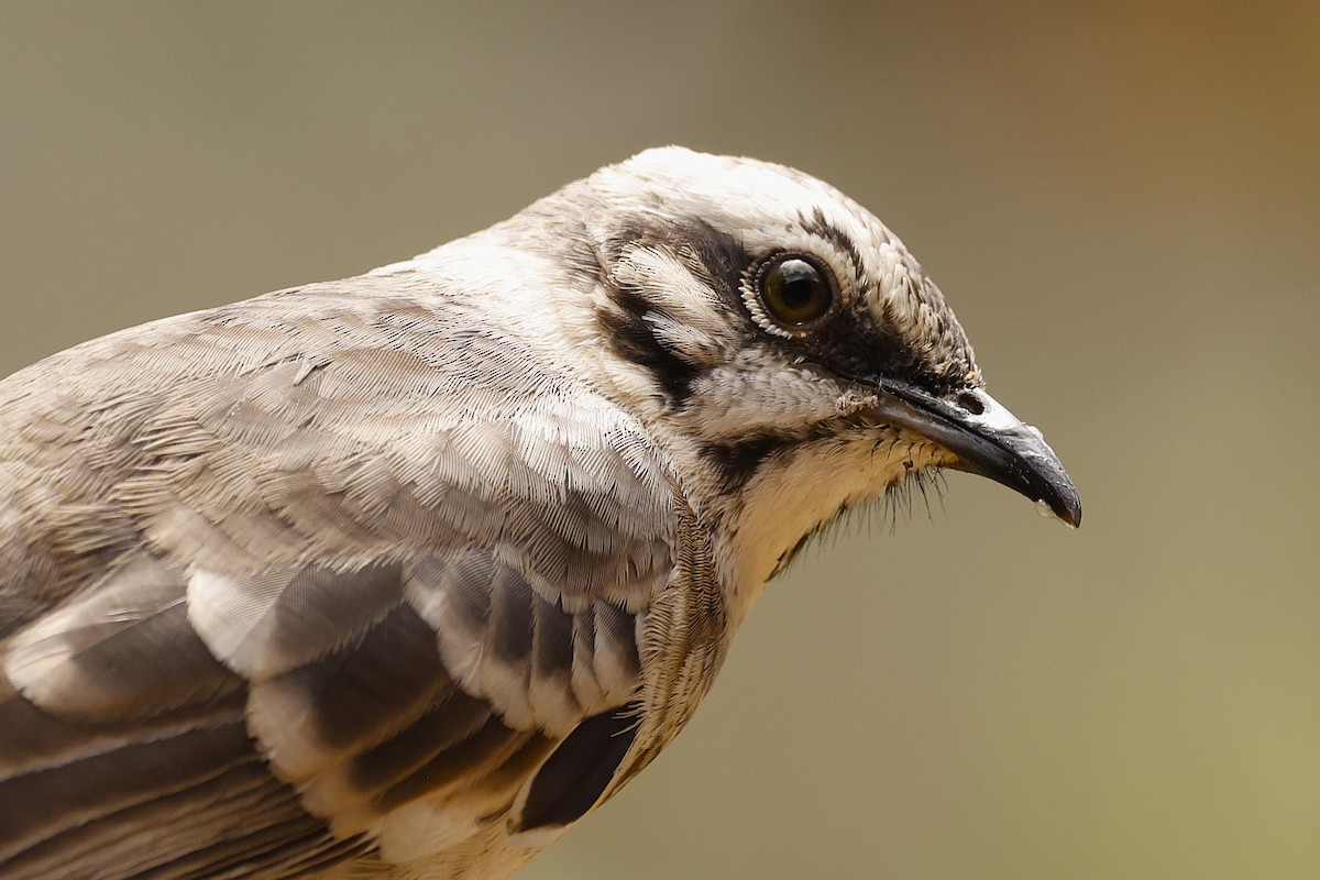 Long-tailed Mockingbird - ML621185893