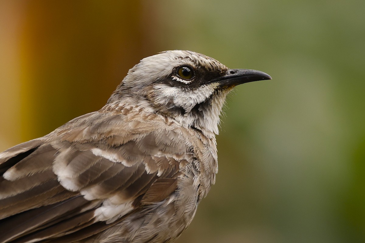 Long-tailed Mockingbird - ML621185894