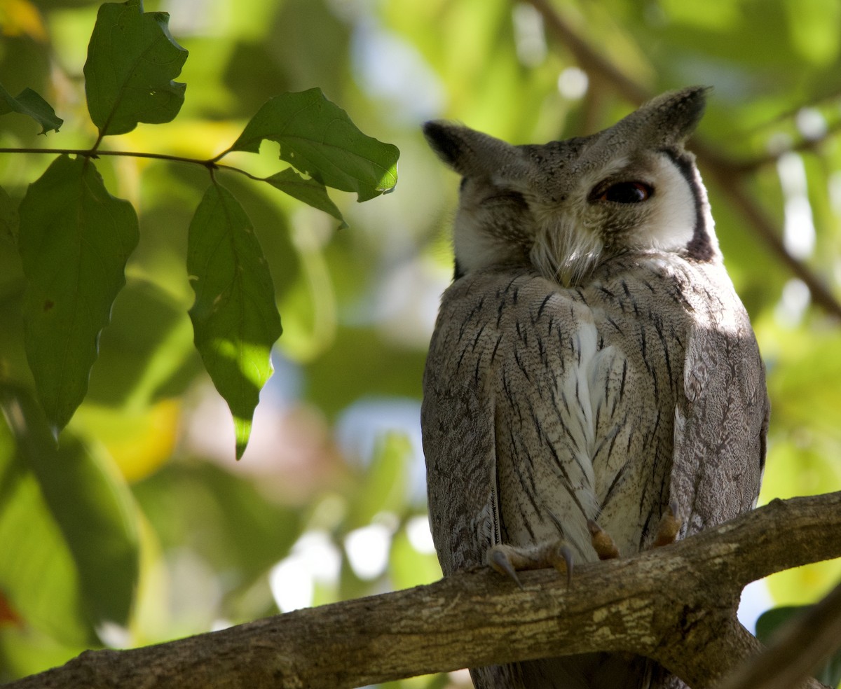 Northern White-faced Owl - ML621185949