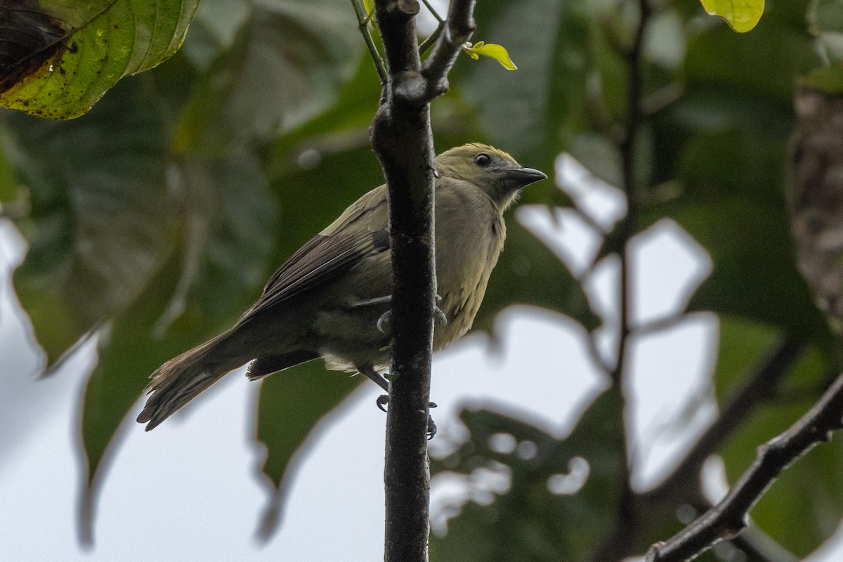 Palm Tanager - ML621185954