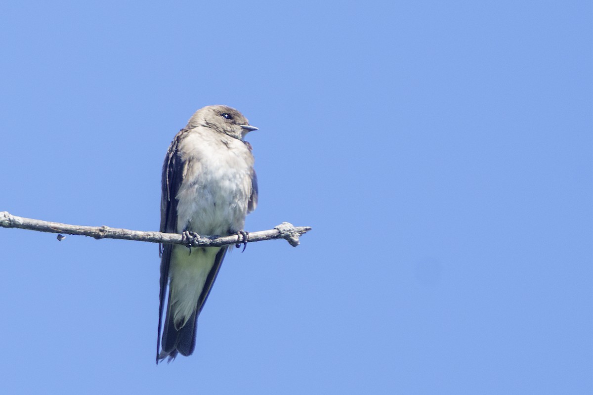 Northern Rough-winged Swallow - ML621185959