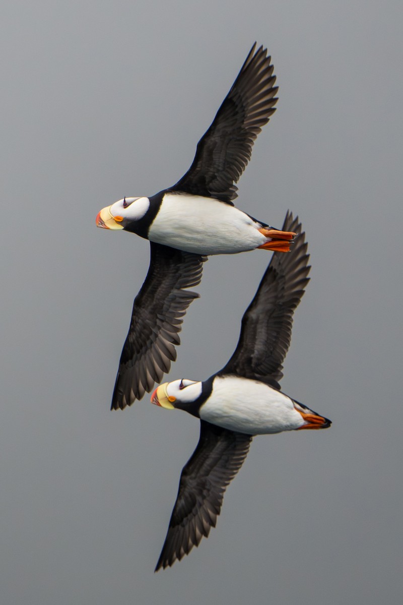 Horned Puffin - ML621185961