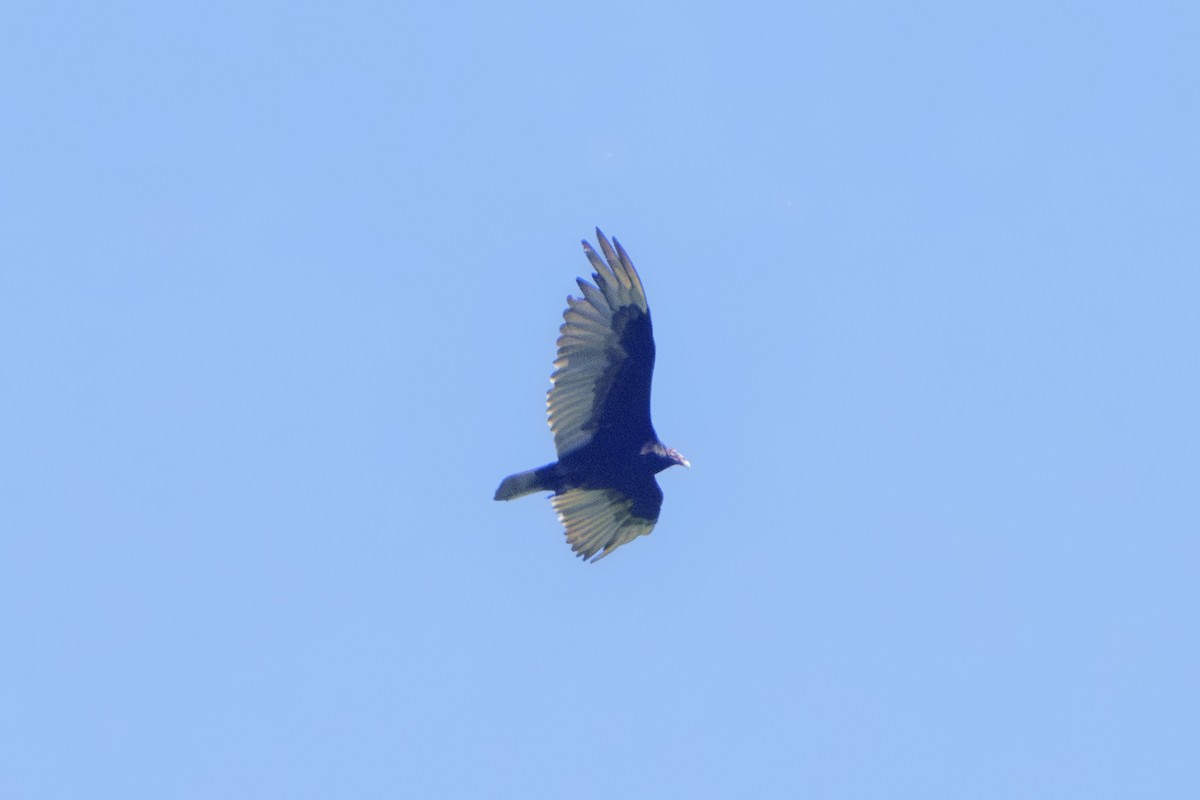 Turkey Vulture - ML621185973