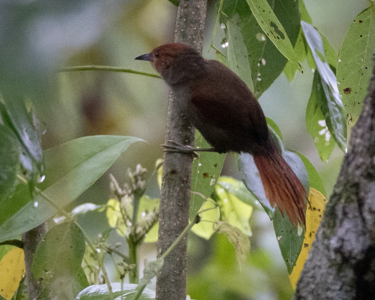 Red-faced Spinetail - ML621185984
